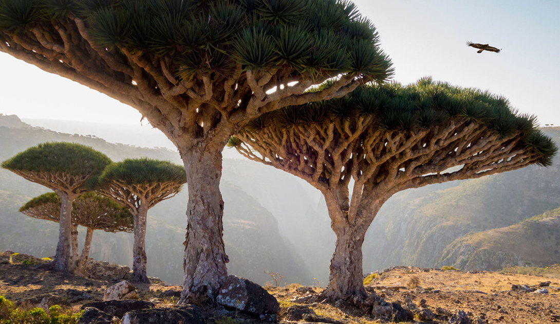 Socotra Island, Yemen